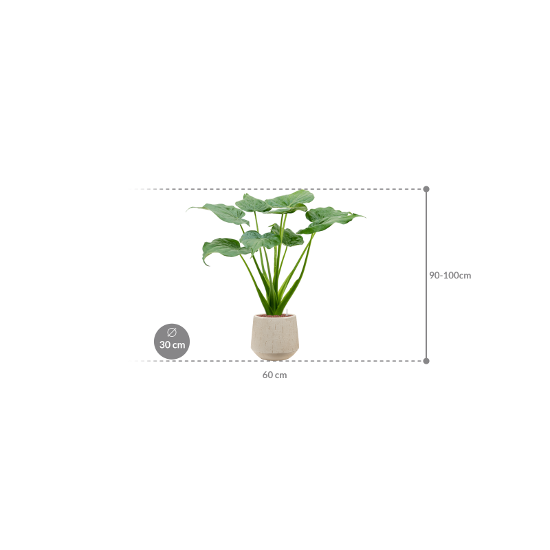 Alocasia Cucullata in Raindrop Tube Beige
