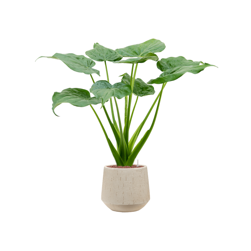 Alocasia Cucullata in Raindrop Tube Beige