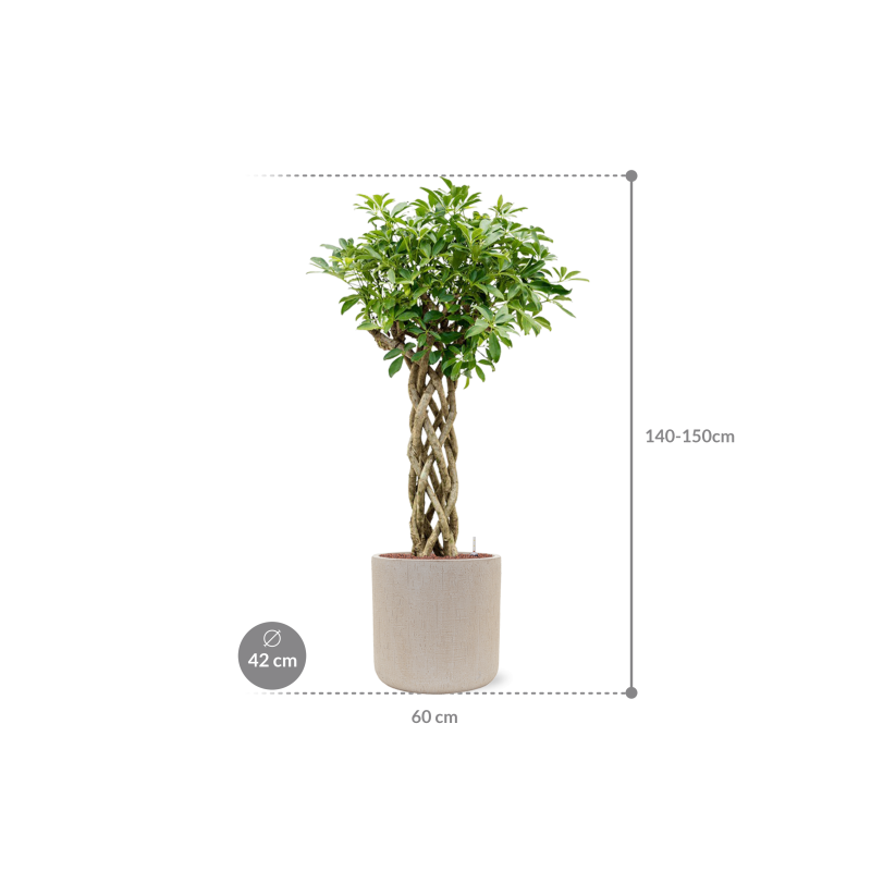 Schefflera arboricola 'Compacta' in Baq Raindrop