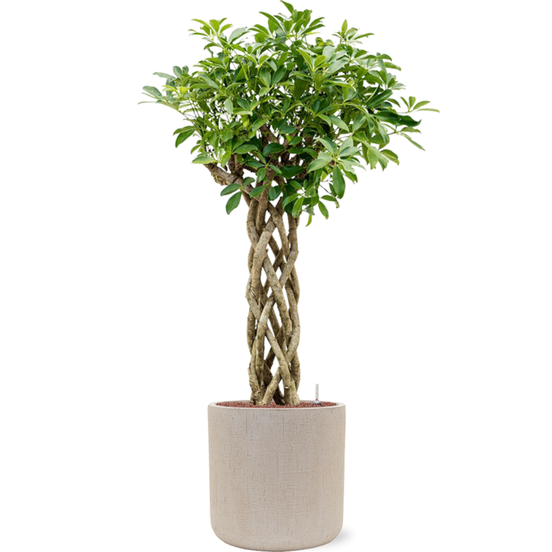 Schefflera arboricola 'Compacta' in Baq Raindrop