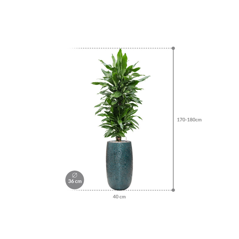 Dracaena Janet Lind in Marly Vase Blauw