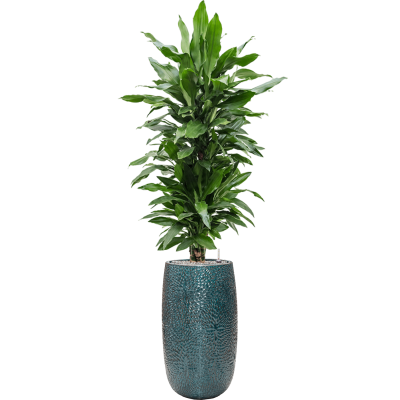 Dracaena Janet Lind in Marly Vase Blauw