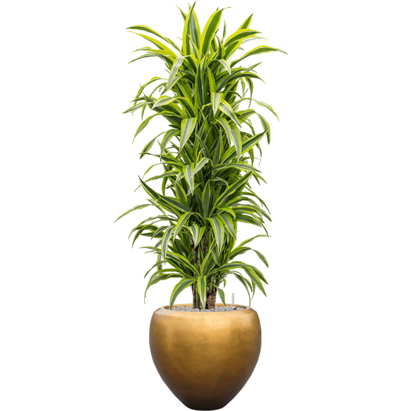Dracaena Lemon Lime in Baq Metallic Couple Honey