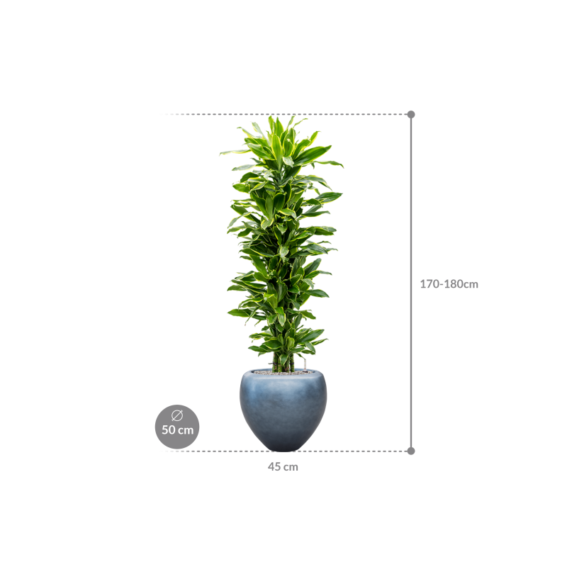 Dracaena Golden Coast in Baq Metallic Couple Ice Blue
