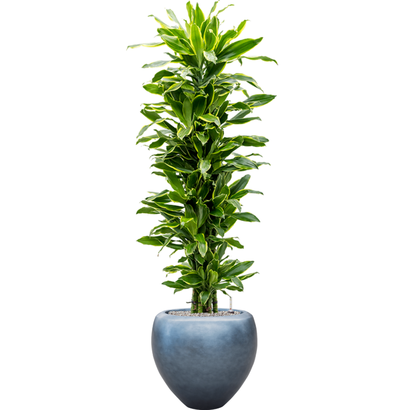 Dracaena Golden Coast in Baq Metallic Couple Ice Blue