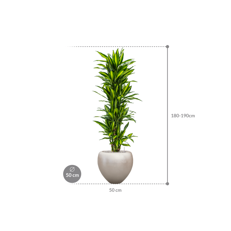 Dracaena Cintho in Baq Metallic Couple Silver