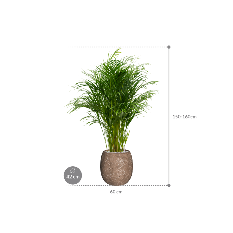 Areca Lutescens in Baq Polystone Coated Balloon Bruin