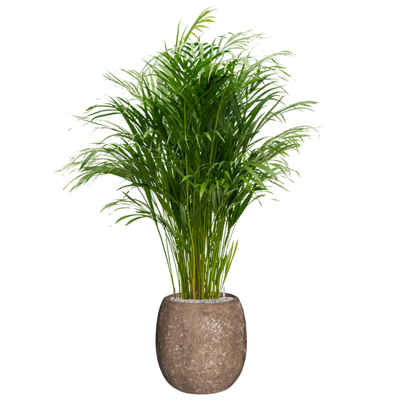 Areca Lutescens in Baq Polystone Coated Balloon Bruin