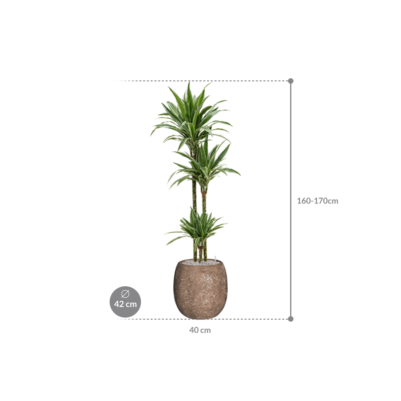 Dracaena Warneckei in Baq Polystone Coated Balloon Rock