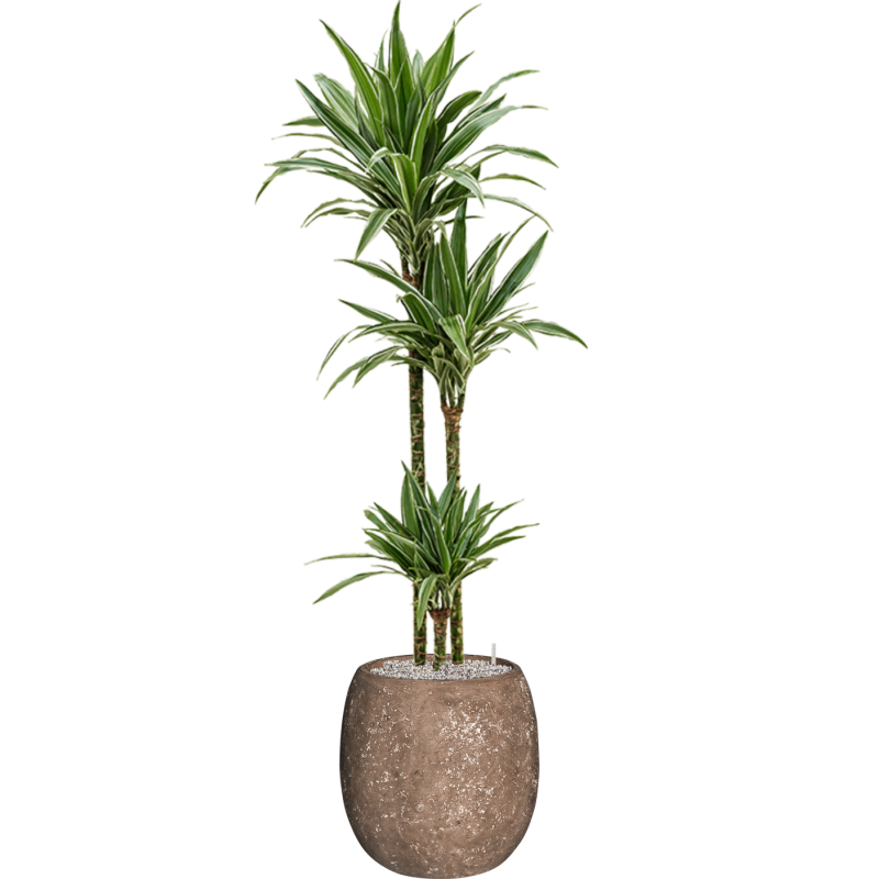 Dracaena Warneckei in Baq Polystone Coated Balloon Rock