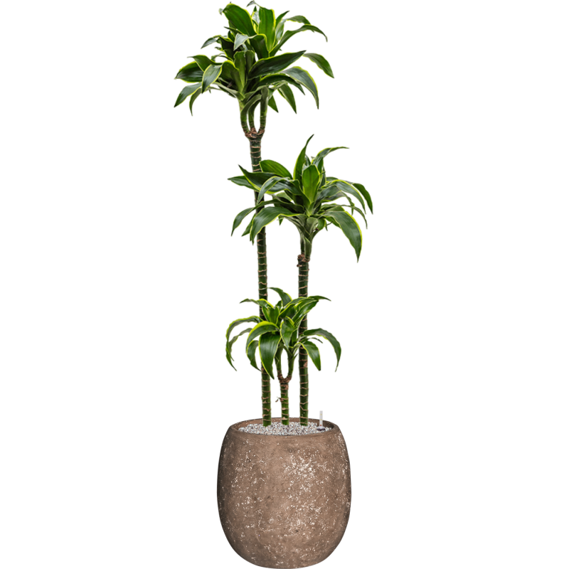Dracaena Dorado in Baq Polystone Balloon Rock
