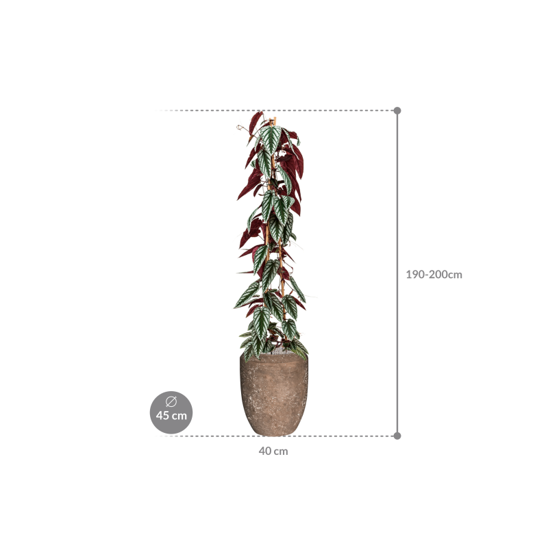 Cissus Discolor in Baq Polystone Coated Plain Coppa Rock