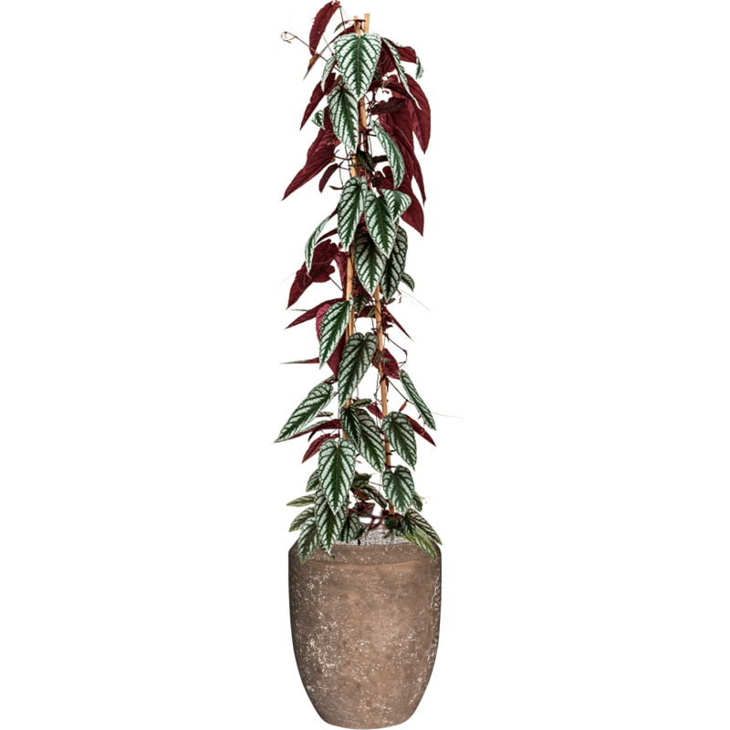 Cissus Discolor in Baq Polystone Coated Plain Coppa Rock