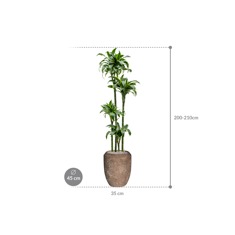 Dracaena Dorado in Baq Polystone Coppa Rock