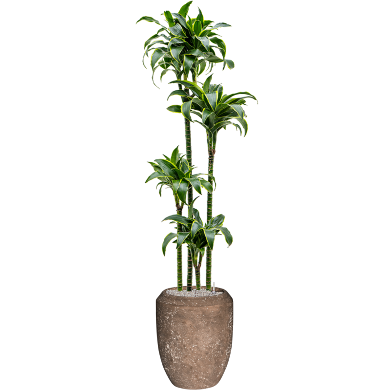 Dracaena Dorado in Baq Polystone Coppa Rock
