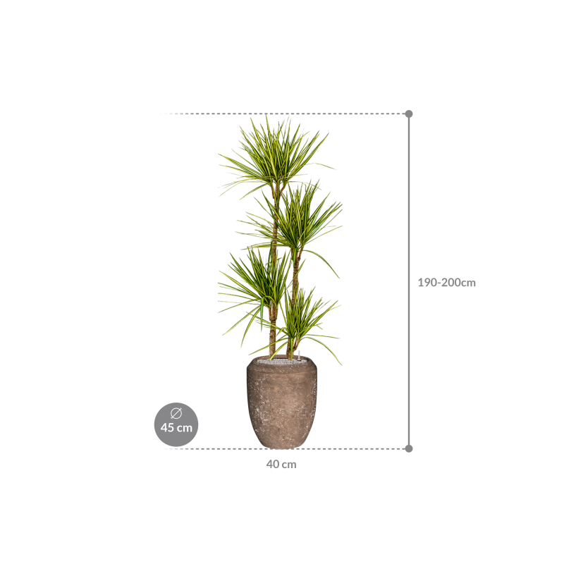 Dracaena Sunray in Baq Polystone Coppa Rock