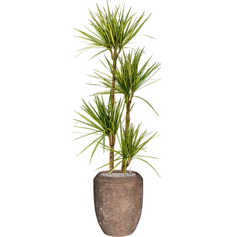 Dracaena Sunray in Baq Polystone Coppa Rock
