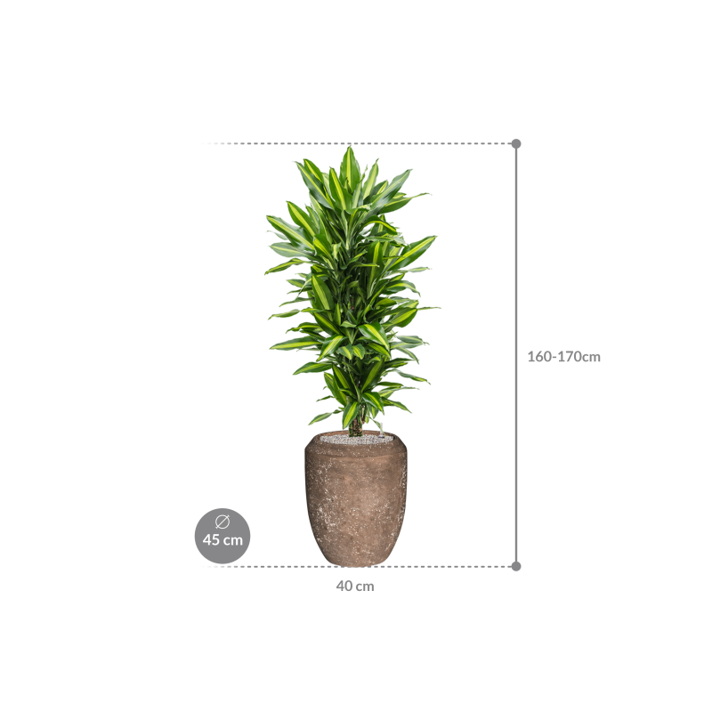 Dracaena Cintho in Baq Polystone Coated Coppa Rock