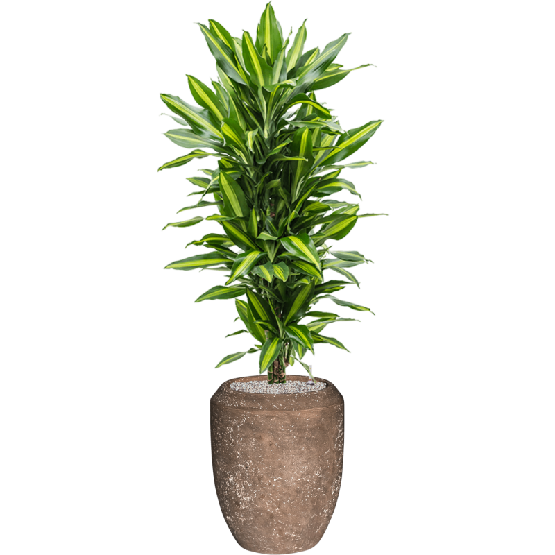 Dracaena Cintho in Baq Polystone Coated Coppa Rock