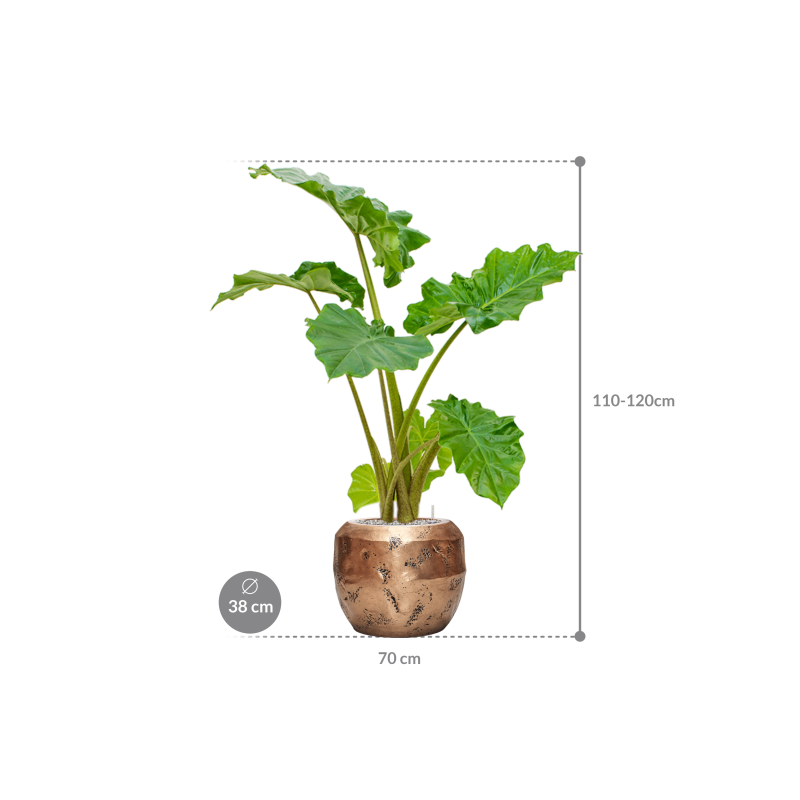 Alocasia 'Portodora' in Baq Opus Raw