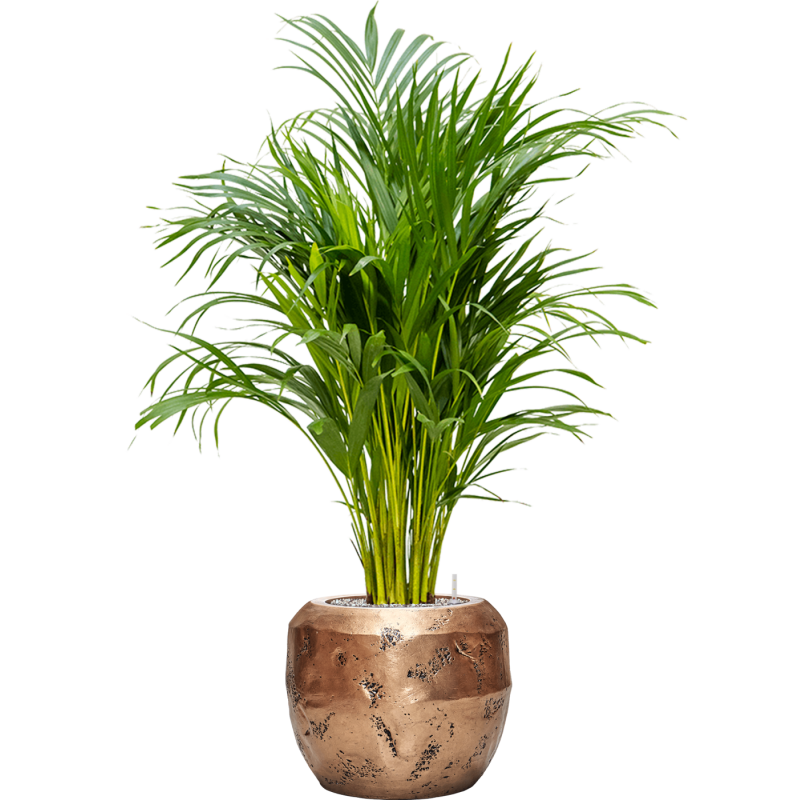 Areca Lutescens in Baq Opus Raw Goud