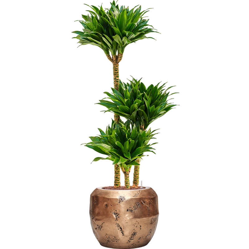 Dracaena Compacta in Baq Opus Raw Goud