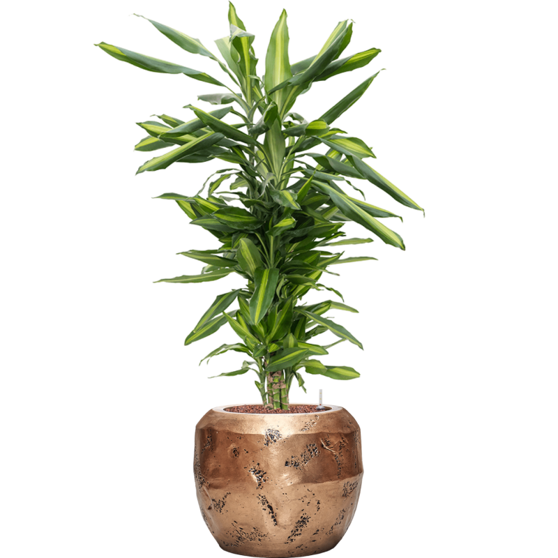 Dracaena Cintho in Baq Opus Raw Goud