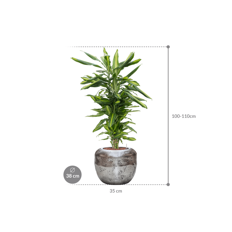 Dracaena Cintho in Baq Opus Raw Zilver