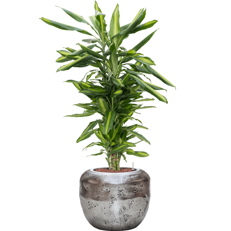 Dracaena Cintho in Baq Opus Raw Zilver