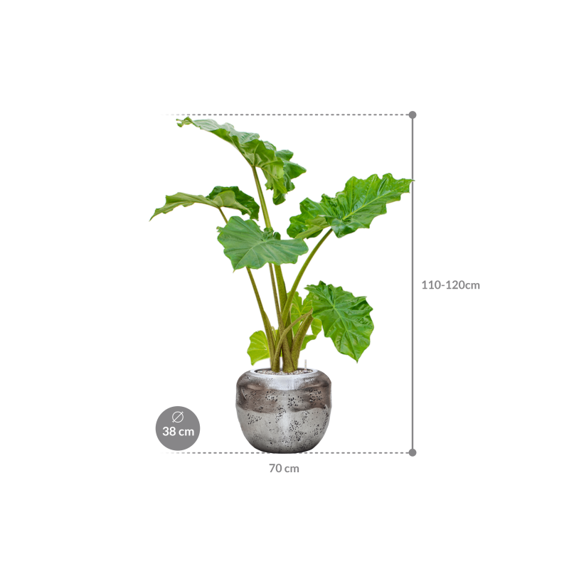 Alocasia 'Portodora' in Baq Opus Raw