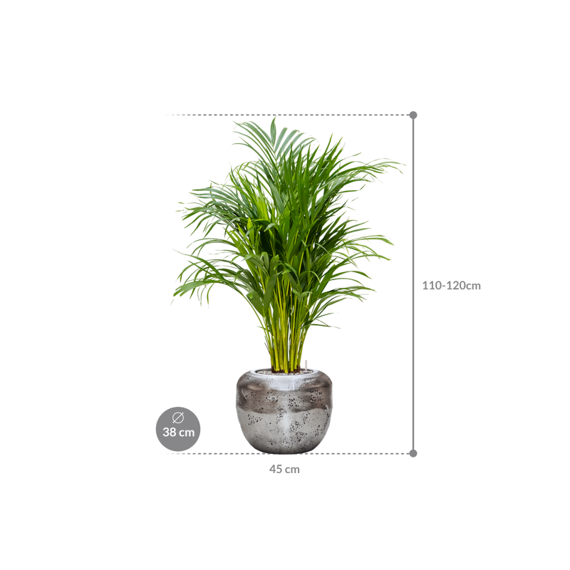 Areca Lutescens in Baq Opus Raw Zilver
