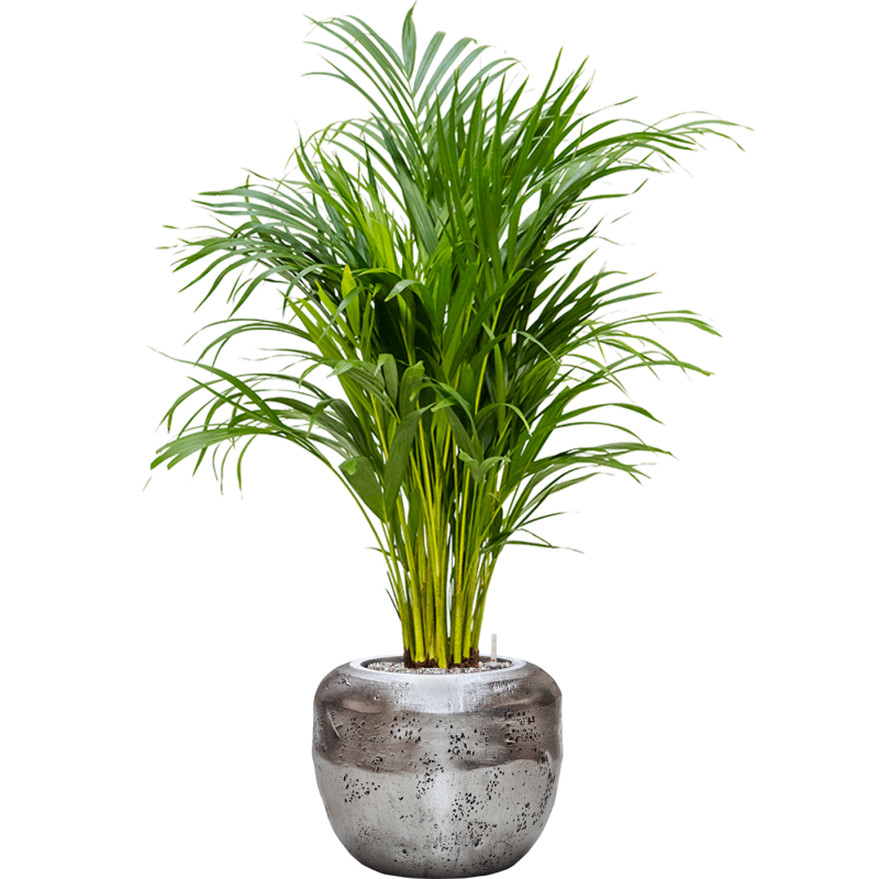 Areca Lutescens in Baq Opus Raw Zilver