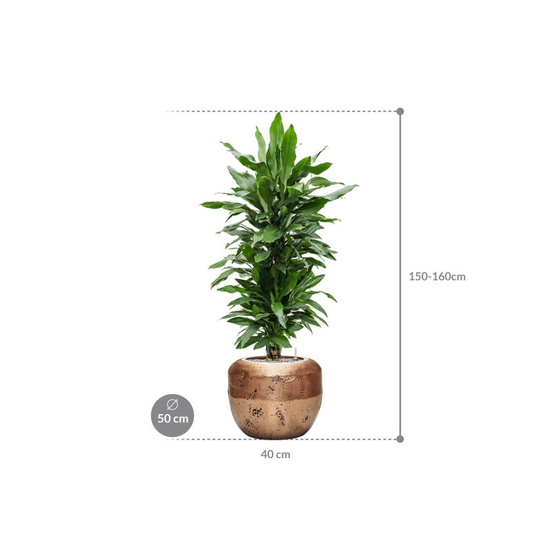 Dracaena Janet Lind in Baq Opus Raw Goud