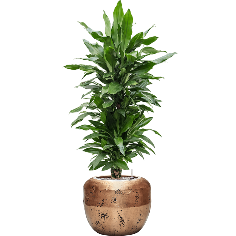 Dracaena Janet Lind in Baq Opus Raw Goud