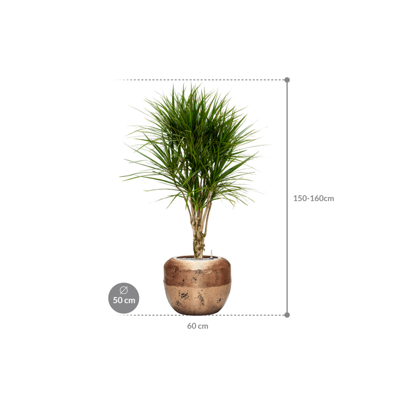 Dracaena marginata in Baq Opus Raw Goud
