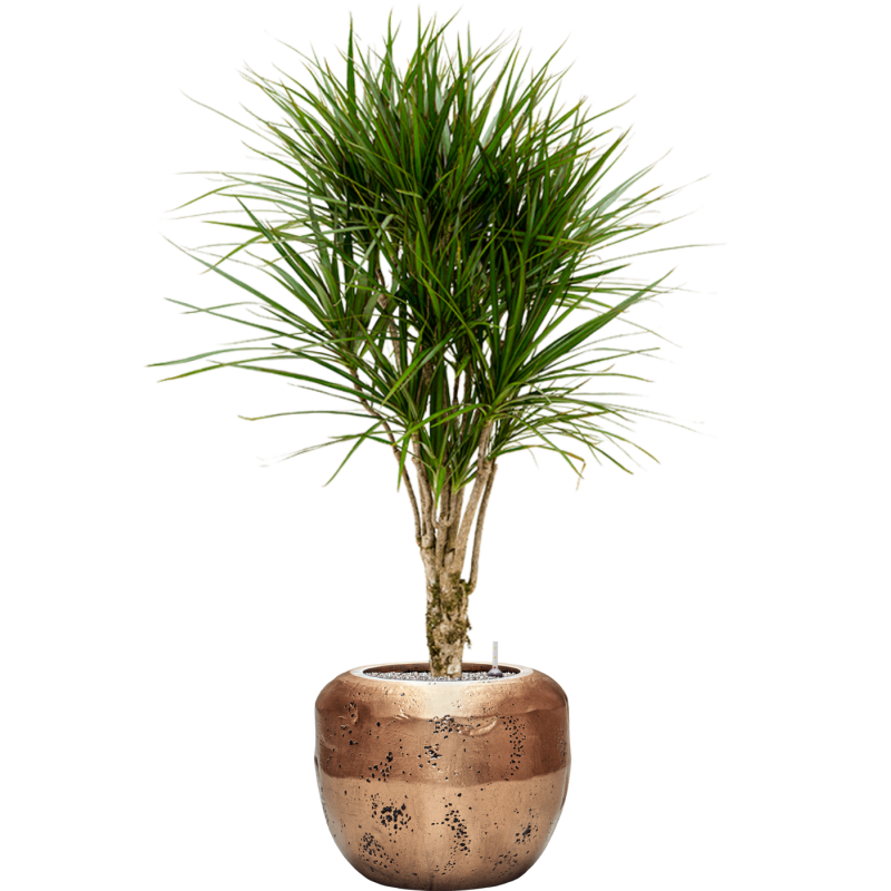 Dracaena marginata in Baq Opus Raw Goud