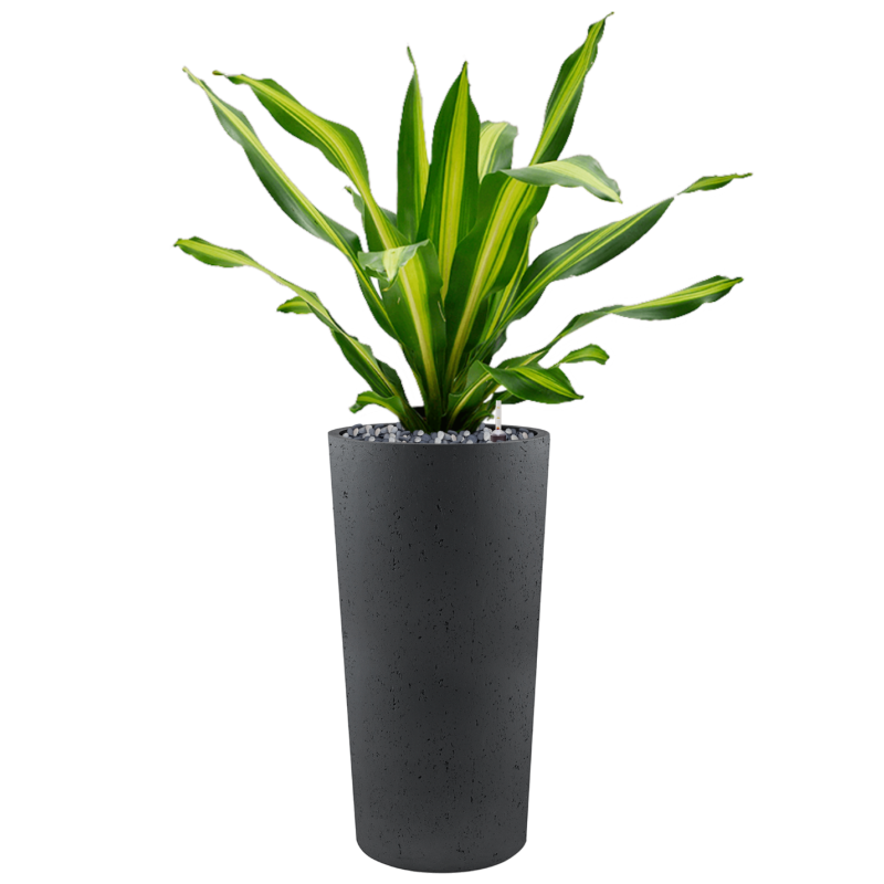 Dracaena fragrans 'Burley' in Grigio