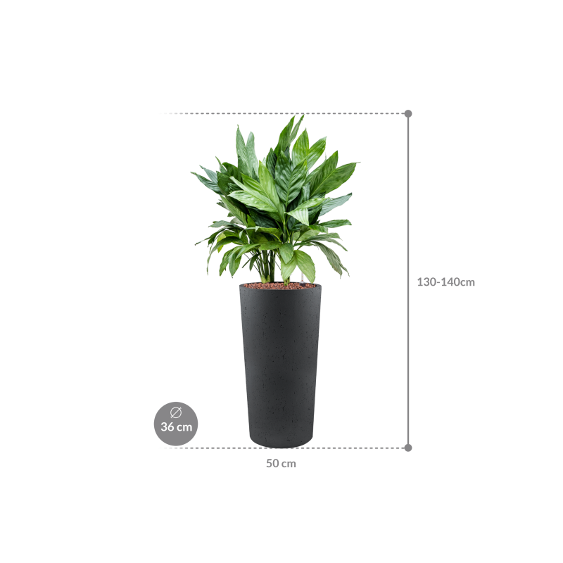 Chamaedorea metallica in Grigio Tall Antraciet Concrete