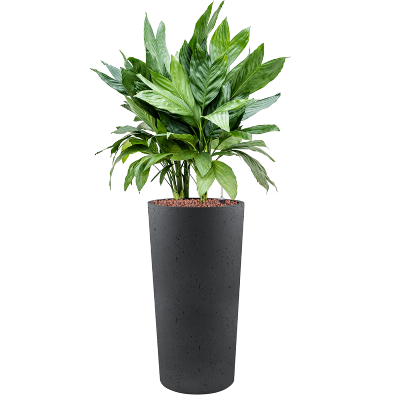 Chamaedorea metallica in Grigio Tall Antraciet Concrete