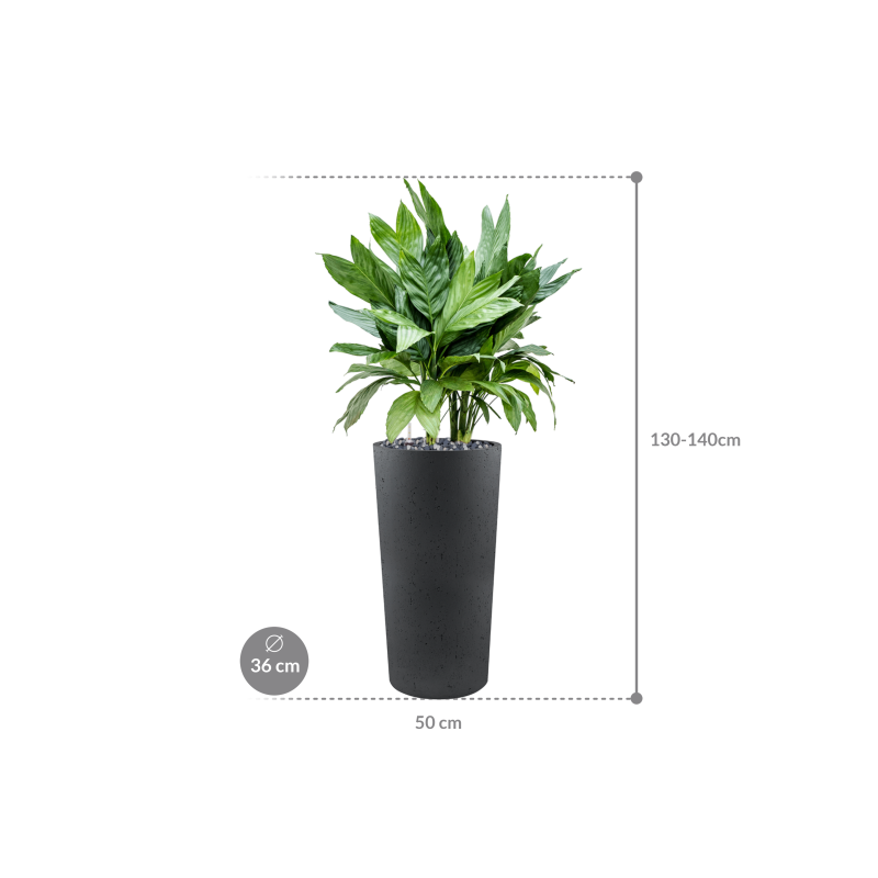 Chamaedorea metallica in Grigio Tall Antraciet Concrete
