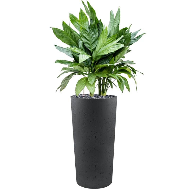 Chamaedorea metallica in Grigio Tall Antraciet Concrete