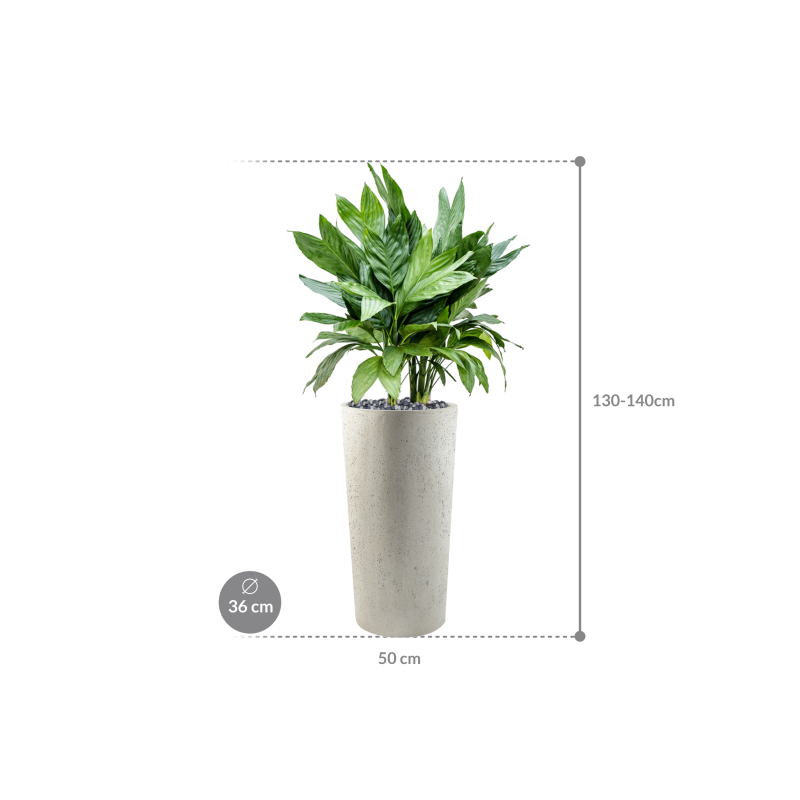 Chamaedorea metallica in Grigio Tall Antique White Concrete
