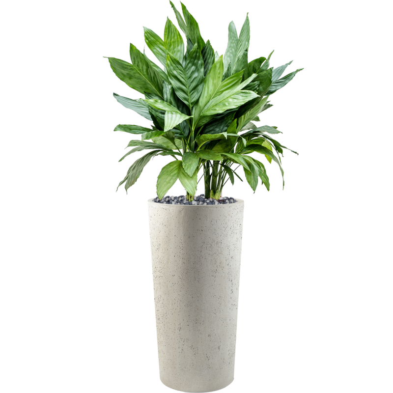 Chamaedorea metallica in Grigio Tall Antique White Concrete