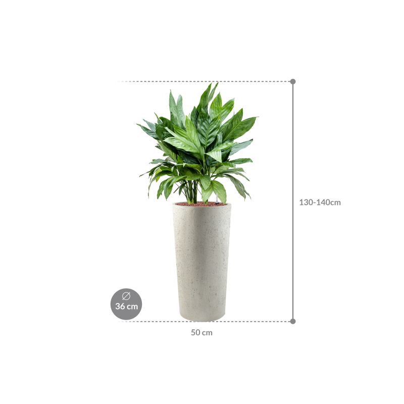 Chamaedorea metallica in Grigio Tall Antique White Concrete