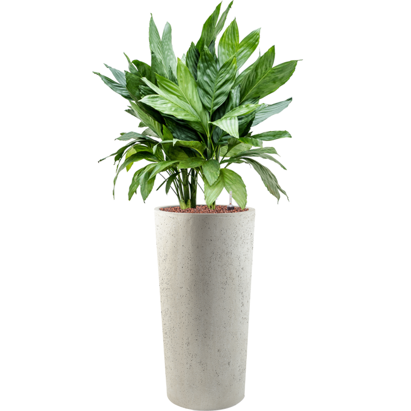 Chamaedorea metallica in Grigio Tall Antique White Concrete
