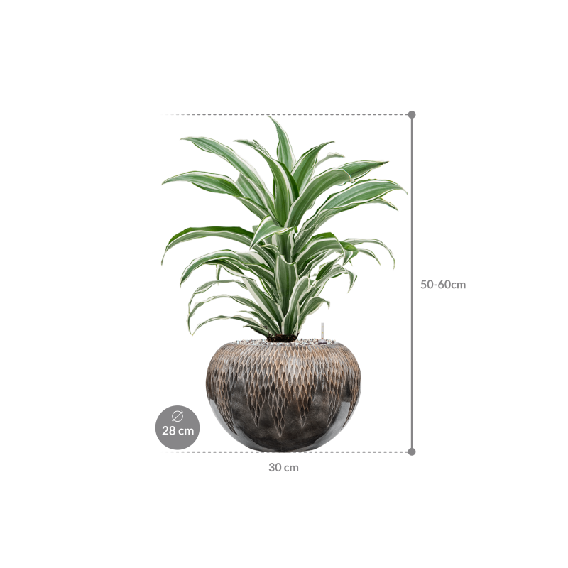Dracaena White Jewel in Baq Luxe Lite Comet Globe