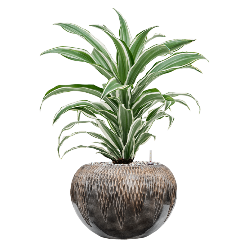 Dracaena White Jewel in Baq Luxe Lite Comet Globe