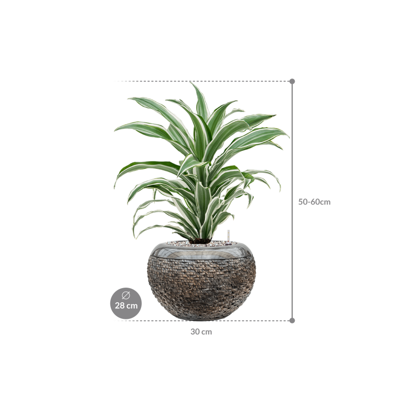 Dracaena White Jewel in Baq Luxe Lite Universe Layer Globe