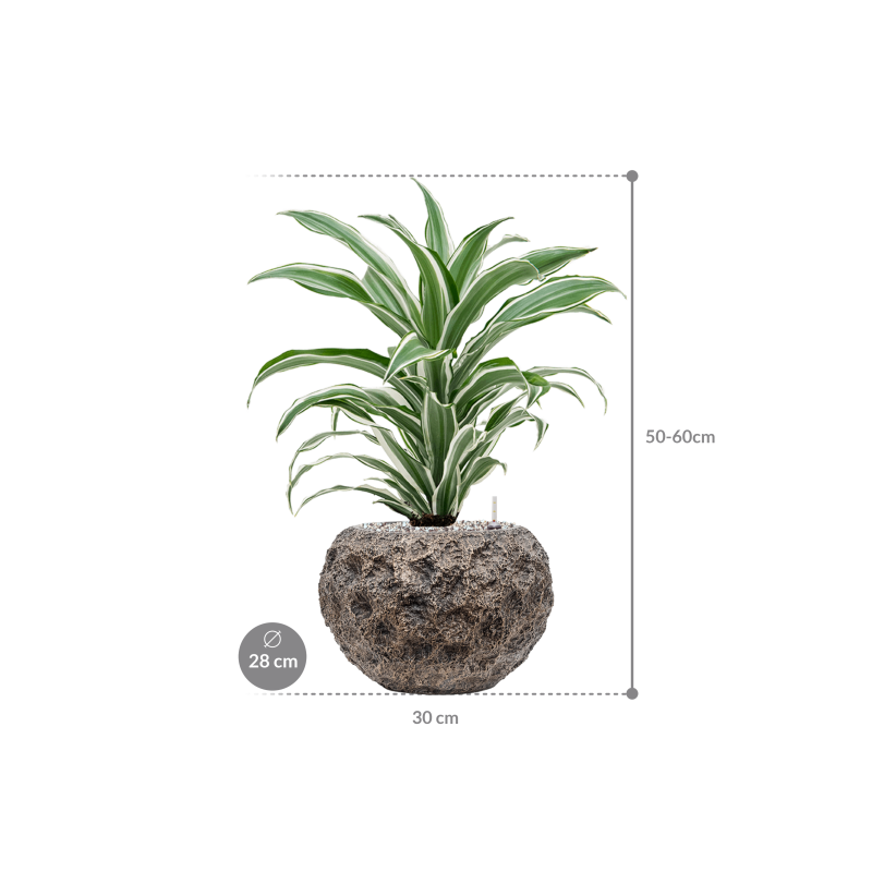 Dracaena White Jewel in Baq Luxe Lite Universe Moon Globe