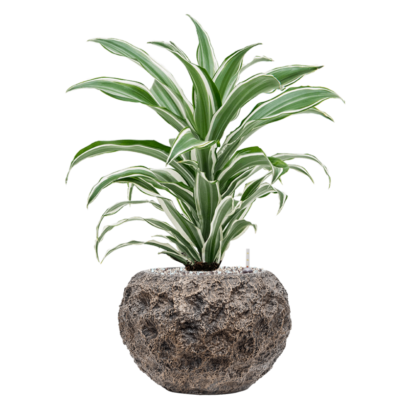 Dracaena White Jewel in Baq Luxe Lite Universe Moon Globe